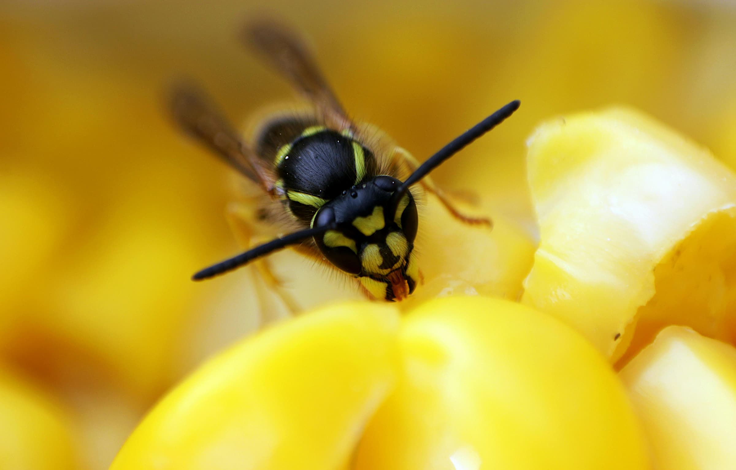 tipos de avispas en españa