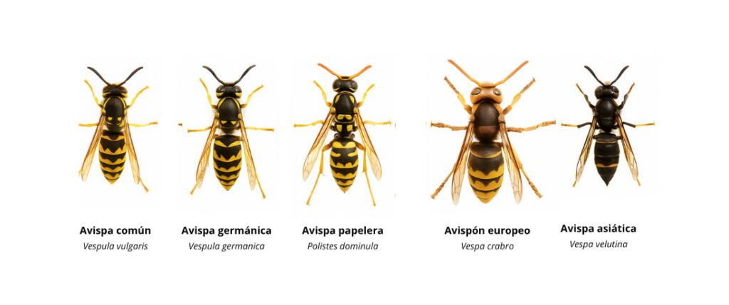 tipos de avispas más comunes en españa