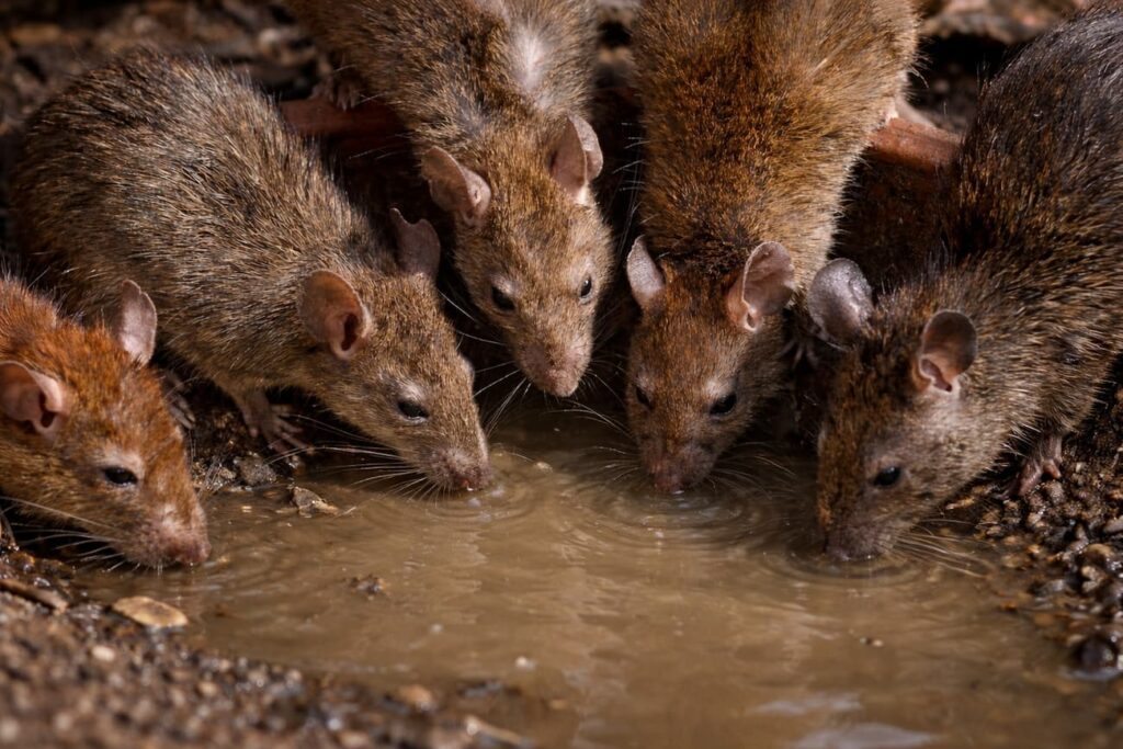 ¿Cómo desratizar una casa en Madrid de forma segura, eficaz y profesional?