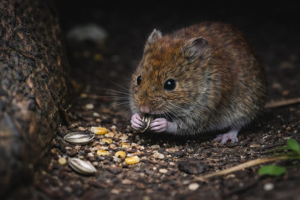 Revisión de roedores en febrero: El mes clave para anticiparse a una plaga