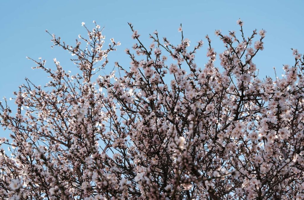 Plagas en primavera: por qué aumentan y cómo prevenirlas a tiempo