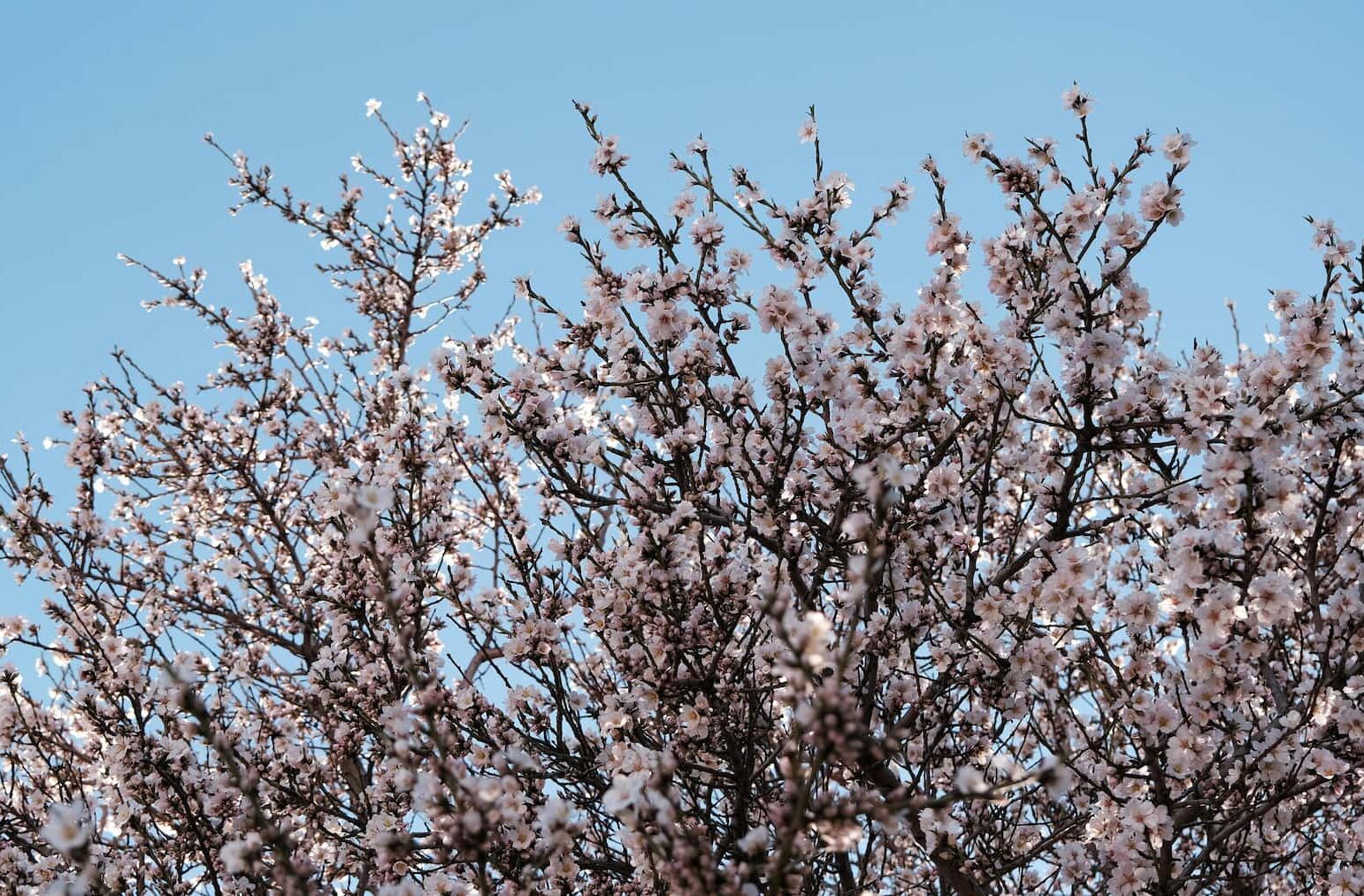 plagas en primavera