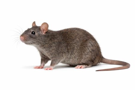 Rata gris optimizada