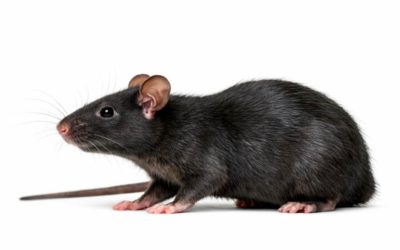 Rata negra Optimizada